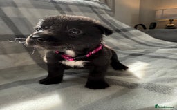 Mixed Breed dogs for sale: 10 RARE hybrid huskypoo’s!!! - Image 6