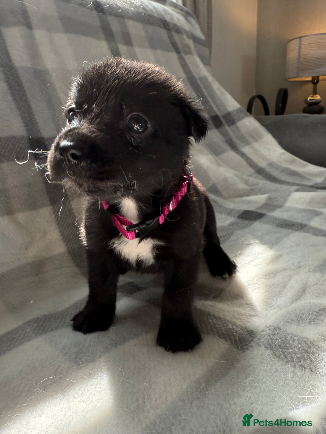Mixed Breed dogs for sale: 10 RARE hybrid huskypoo’s!!! - Image 6