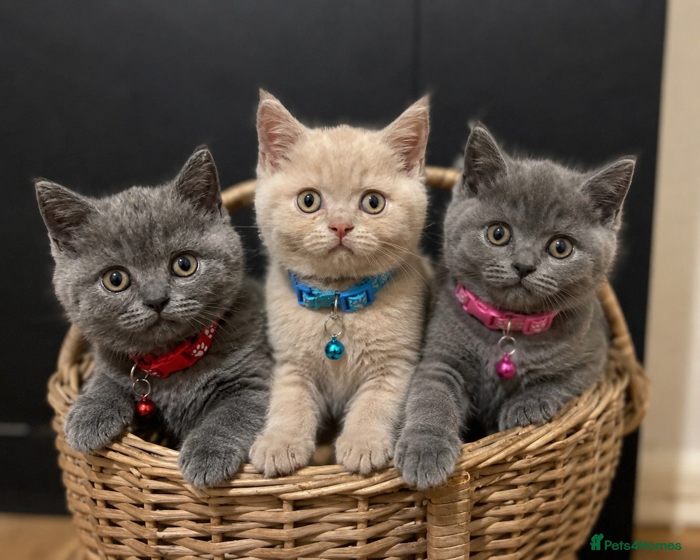 British Shorthair cats Ready now   - Advert 1