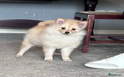 German Spitz dogs for sale: German spitz for sale  - Image 3