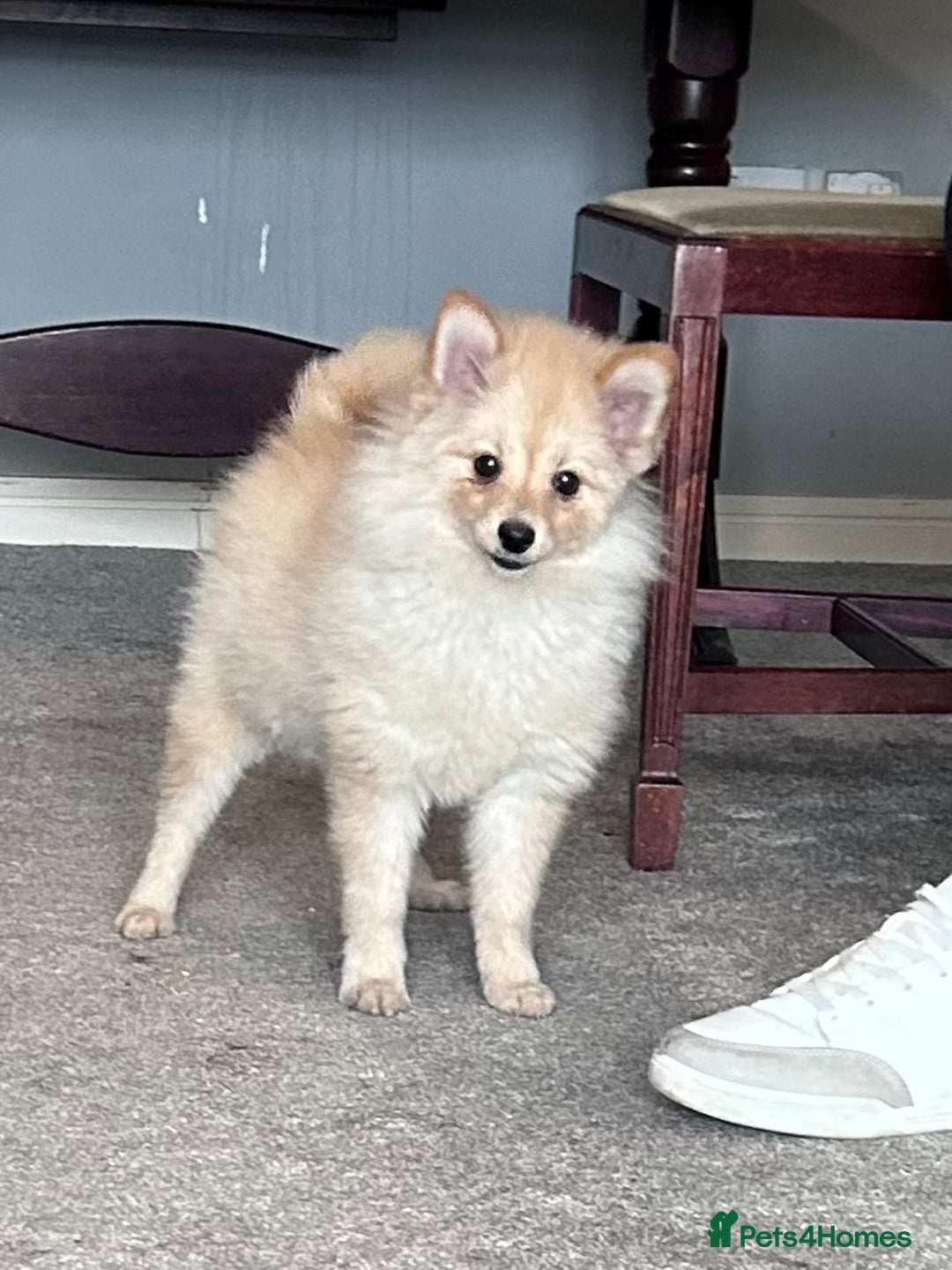 German Spitz dogs for sale: German spitz for sale  - Image 3