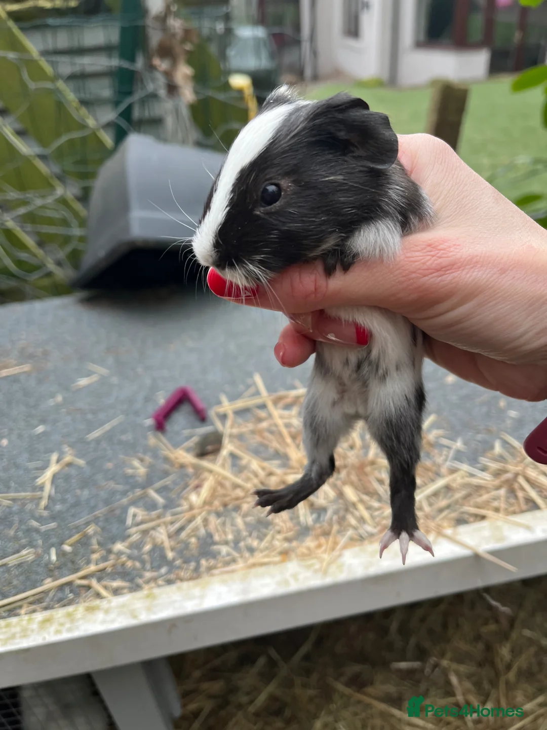 Guinea Pig rodents for sale: Baby mixed guinea pigs - Advert 1