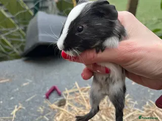 Guinea Pig rodents Baby mixed guinea pigs - Advert 1