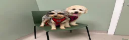 Mixed Breed dogs for sale: Stunning Toy Breed Shihpoo x Poochon - Advert 7