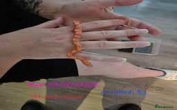 Corn Snake reptiles for sale: Beautiful corn snakes  - Image 4