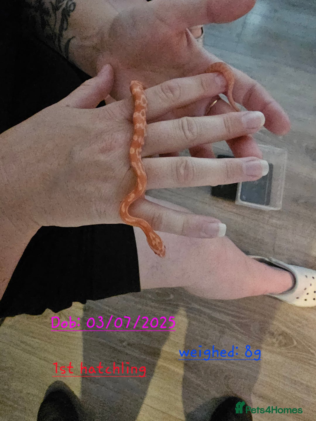 Corn Snake reptiles for sale: Beautiful corn snakes  - Image 4