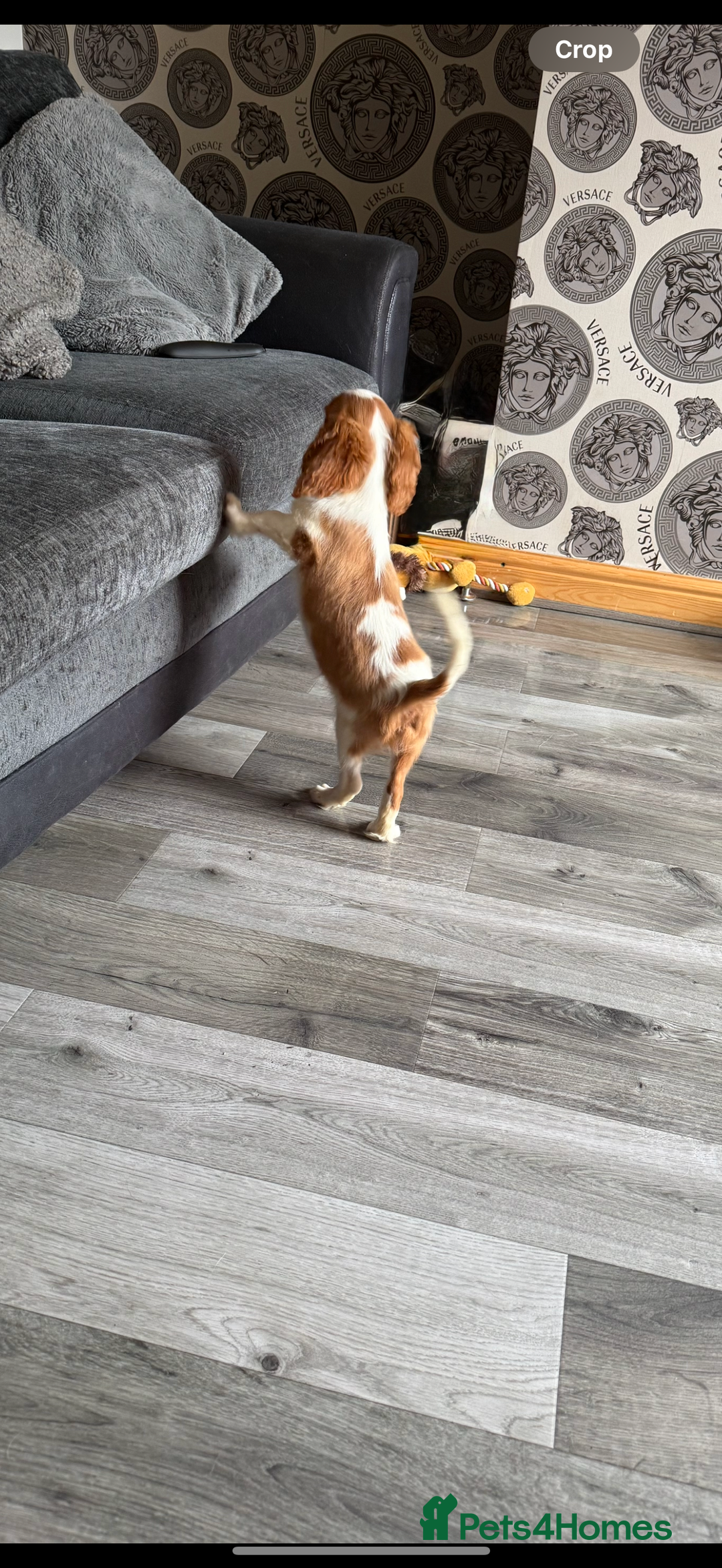 Cavalier King Charles Spaniel dogs for sale: Kennel club reg dna cavalier pups fully vaccine  - Image 26