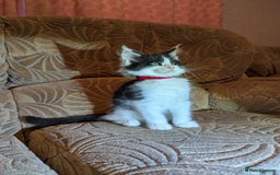 Maine Coon cats for sale: 🐾 Giant GCCF Maine Coon Kitties Champion Lines - Image 7