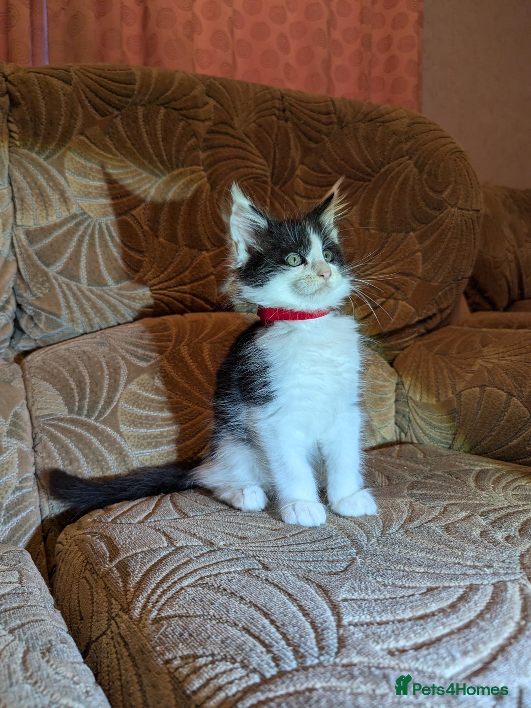 Maine Coon cats for sale: 🐾 Giant GCCF Maine Coon Kitties Champion Lines - Image 7