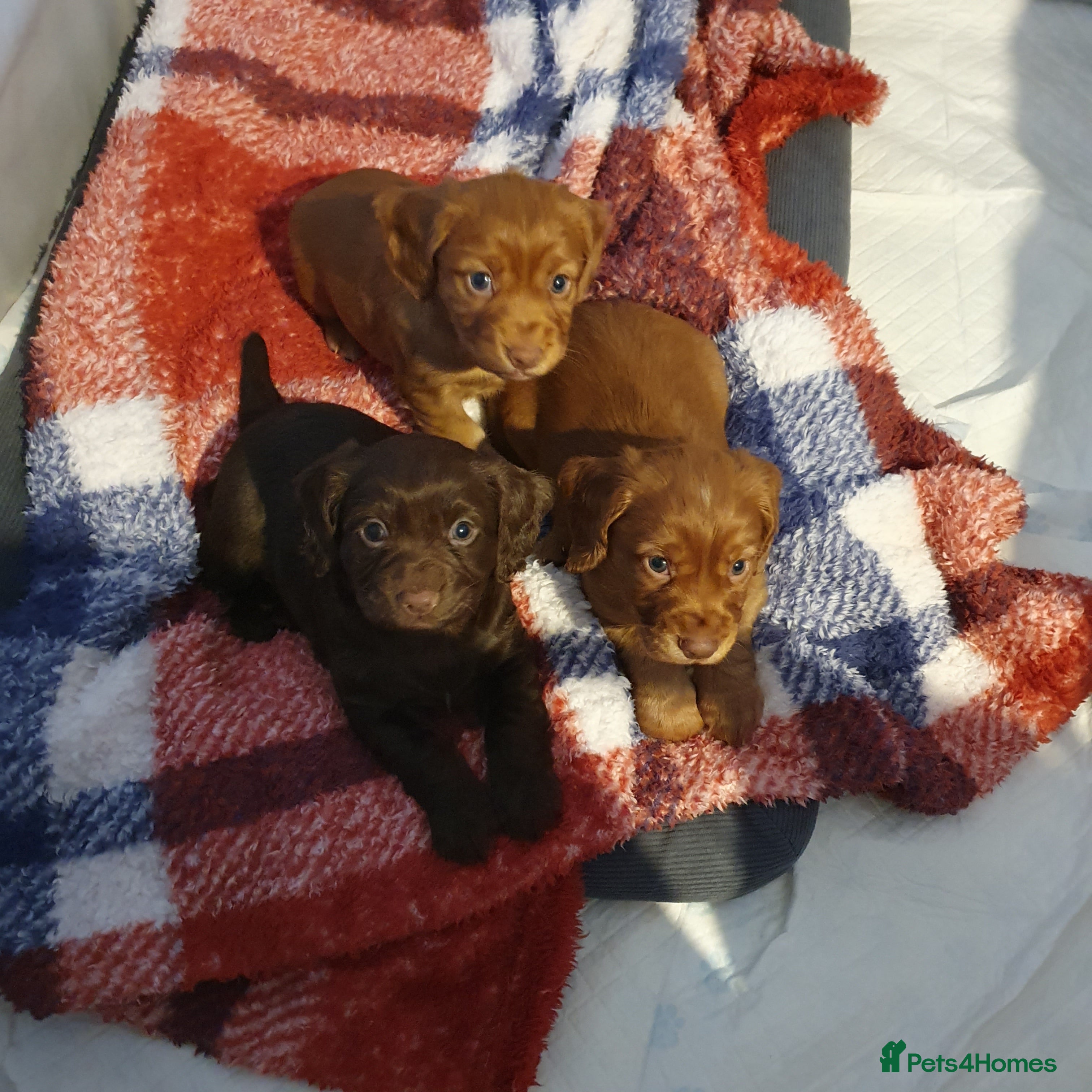 Cocker Spaniel dogs 3 beautiful working cocker spaniel pups  - Advert 7