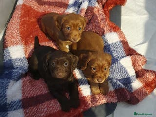 Cocker Spaniel dogs 3 beautiful working cocker spaniel pups - Advert 6