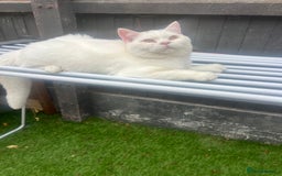 Brazilian Shorthair cats for sale: Last 2 BSH BOYS GCCF registered !!! - Image 10