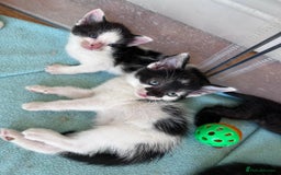 Mixed Breed cats for sale: Beautiful kittens  - Image 21