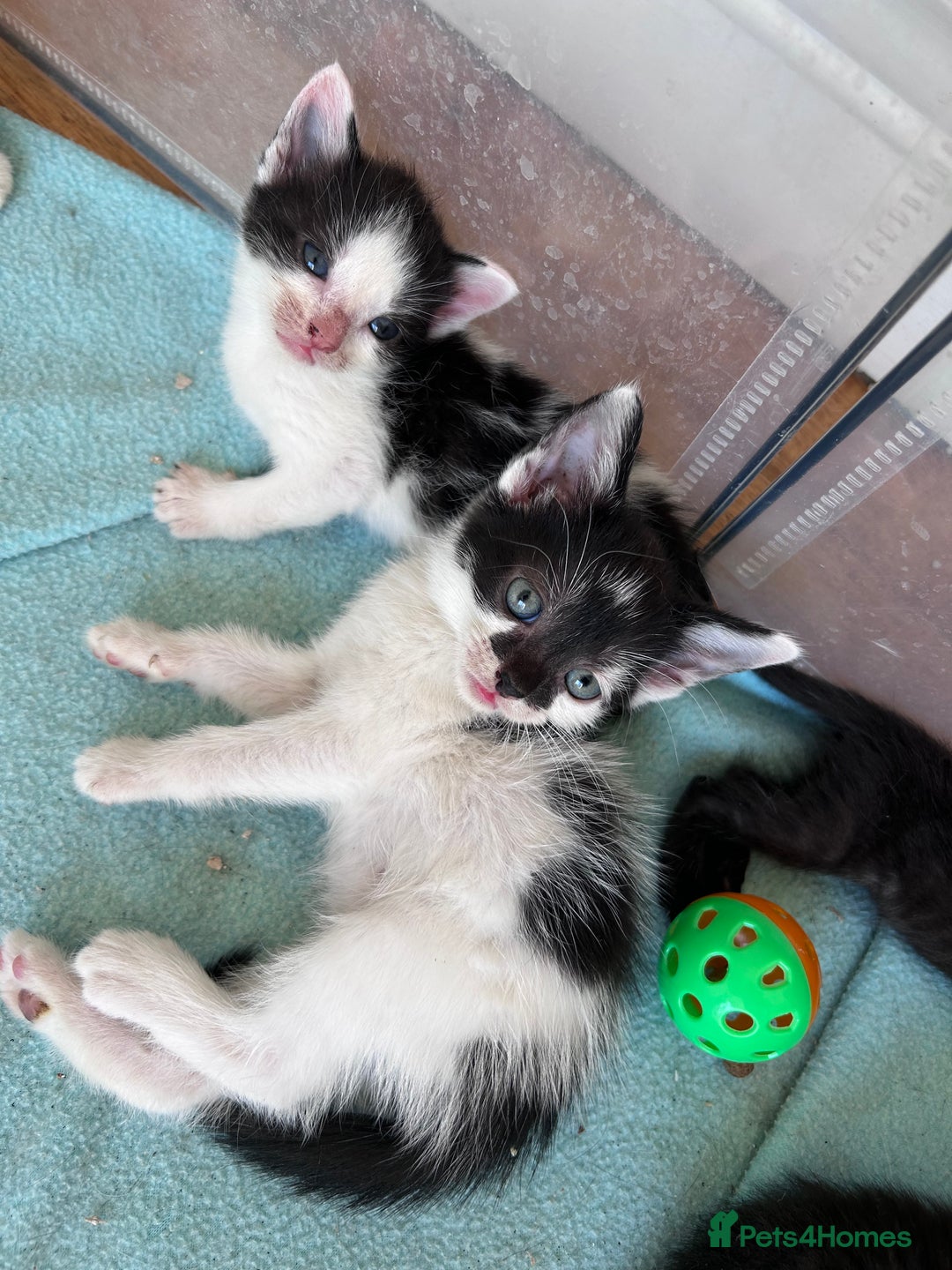 Mixed Breed cats for sale: Beautiful kittens  - Image 21