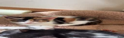 Mixed Breed cats for sale: Gorgeous marked kittens - Advert 7
