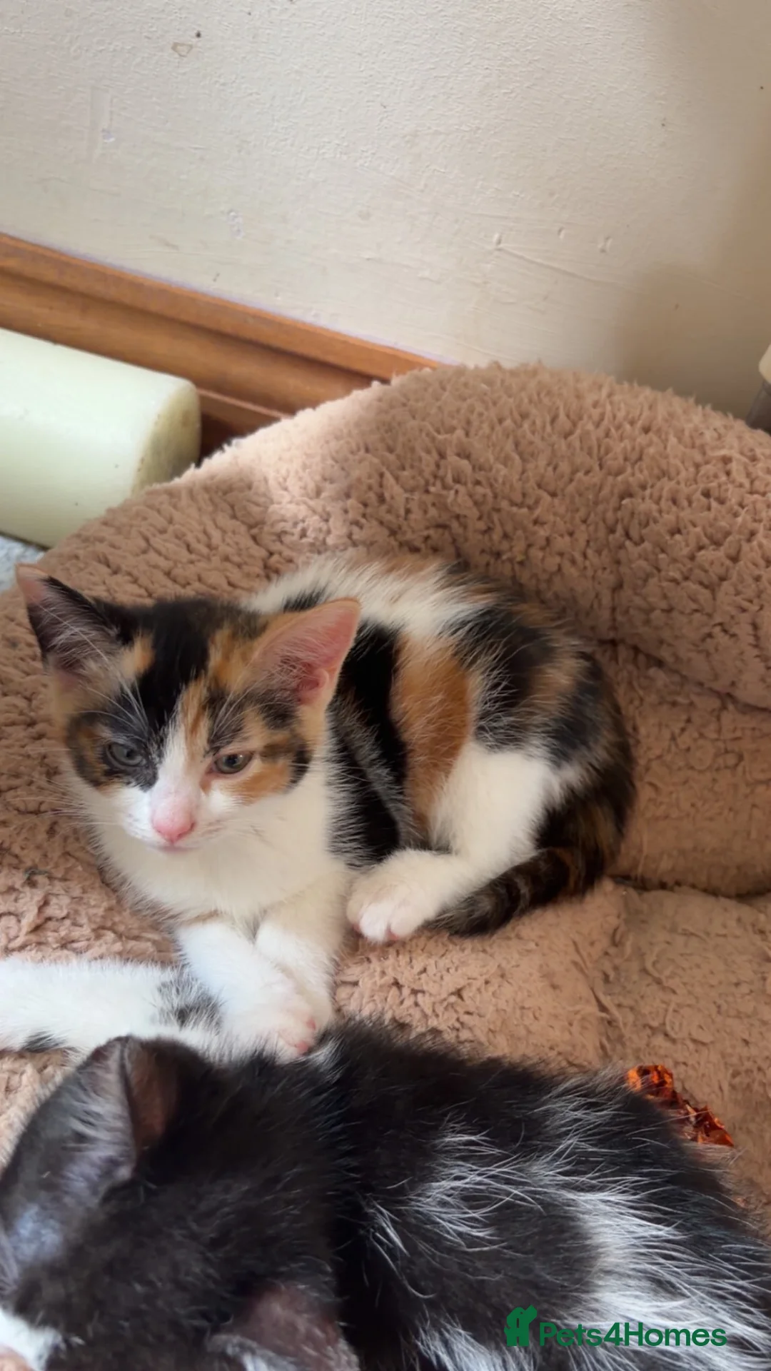 Mixed Breed cats for sale: Gorgeous marked kittens - Advert 7