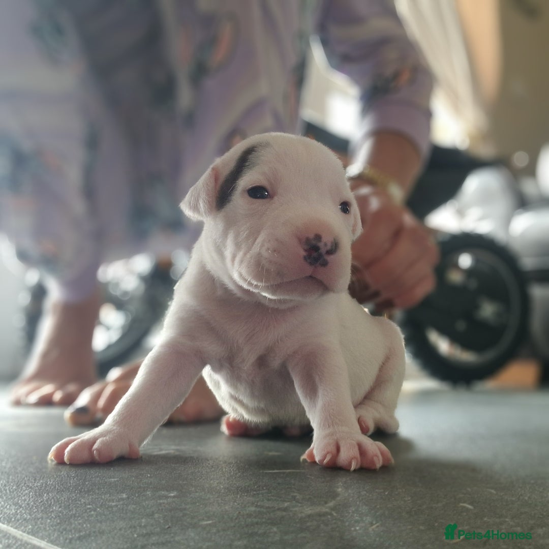 Staffordshire Bull Terrier dogs for sale: Staffordshire puppies  - Image 5