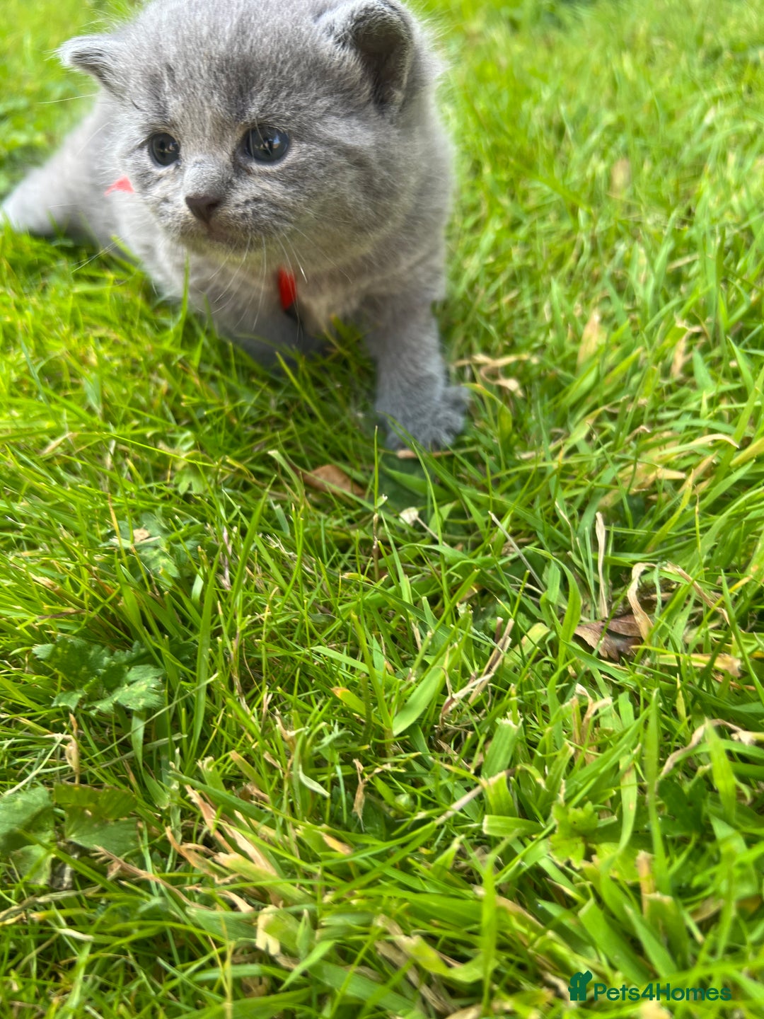 British Shorthair cats for sale: Blue British shorthair  - Image 12
