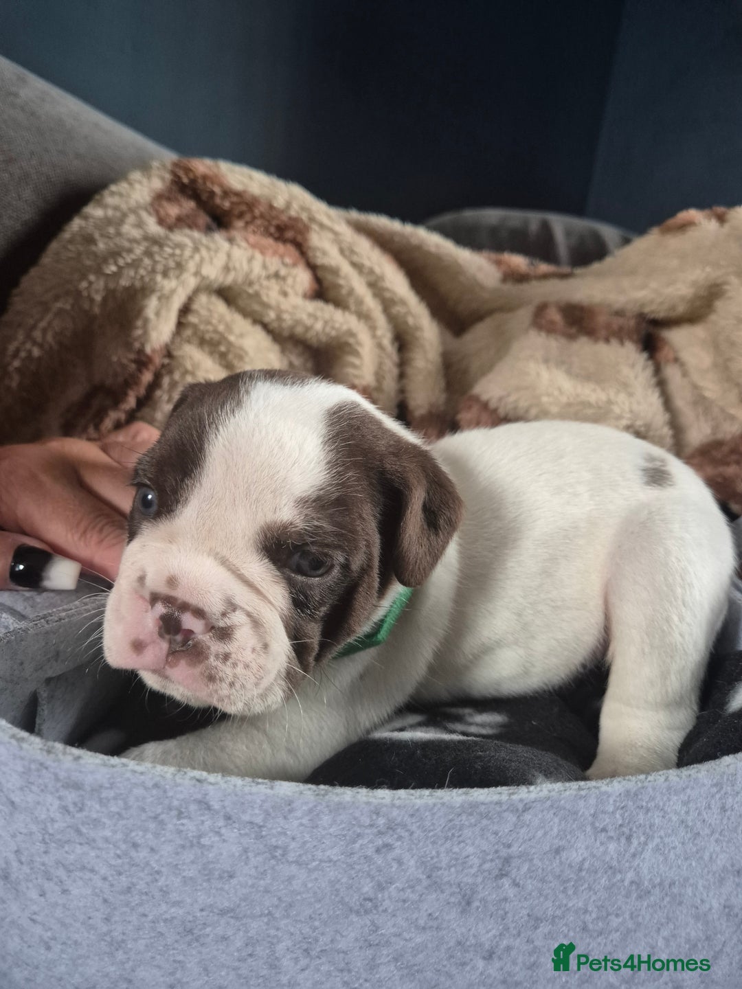 English Bulldog dogs for sale: Bulldog puppies - Image 16