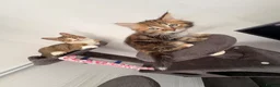 Mixed Breed cats for sale: 2 female cats   in Rotherham - Advert 7