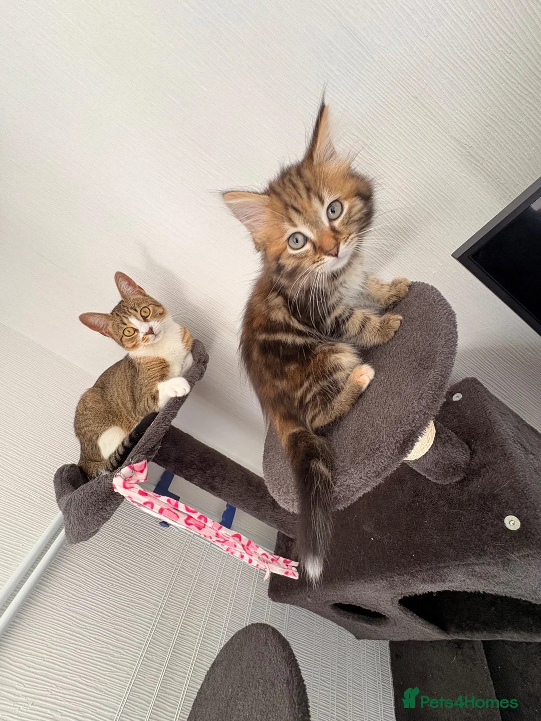 Mixed Breed cats for sale: 2 female cats   in Rotherham - Advert 7