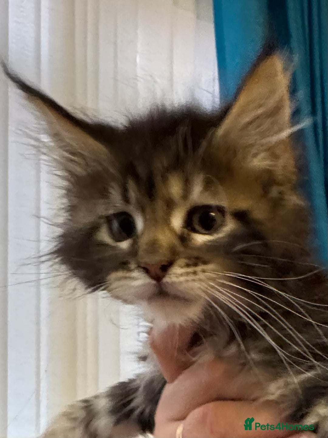 Maine Coon cats for sale: Adorable pedigree Maine coon kittens - Advert 27