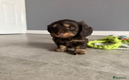 Mixed Breed dogs for sale: MAGNIFICENT LONG-HAIRED MINIATURE PUPPIES - Image 3