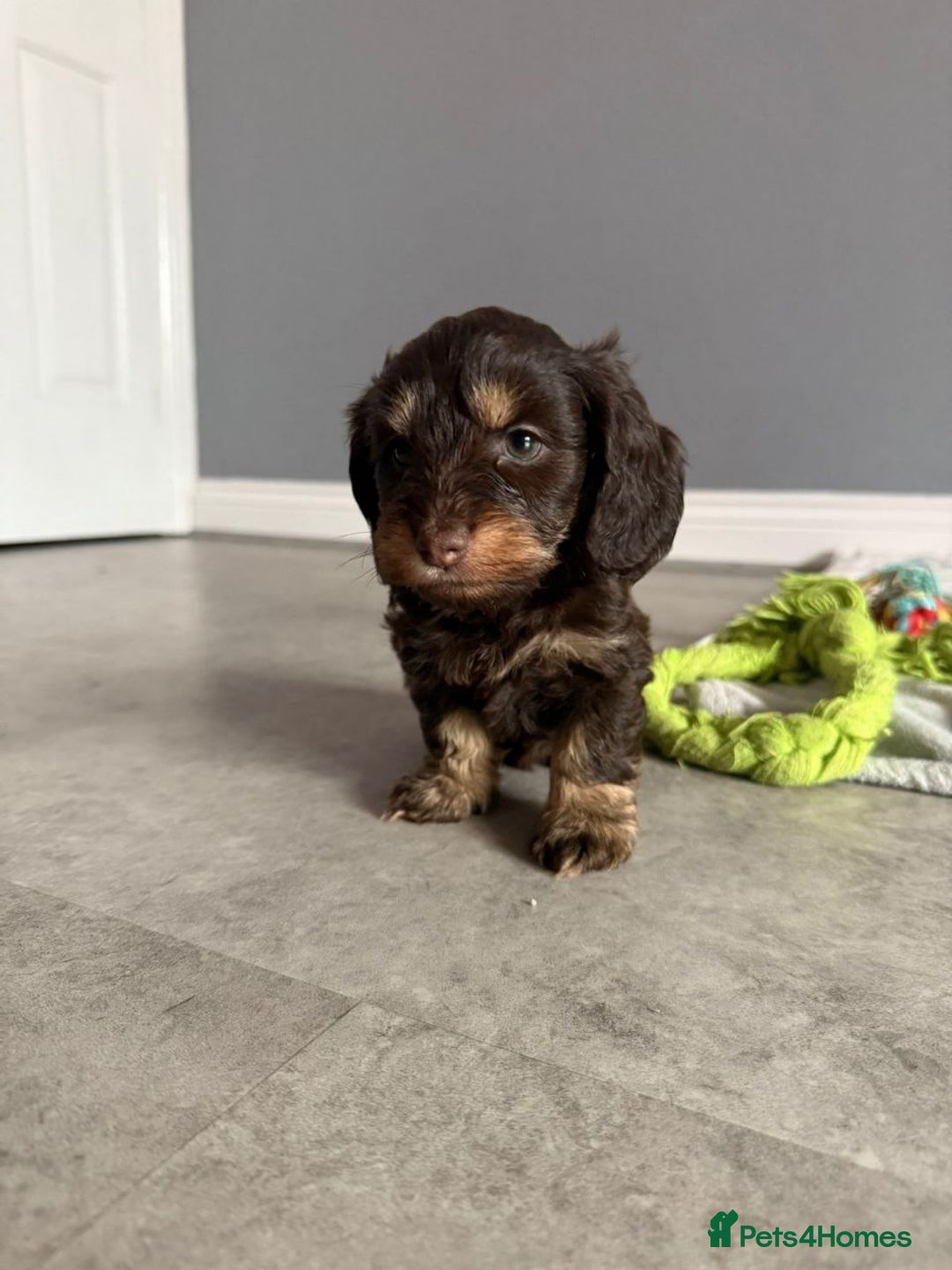 Mixed Breed dogs for sale: MAGNIFICENT LONG-HAIRED MINIATURE PUPPIES - Image 3