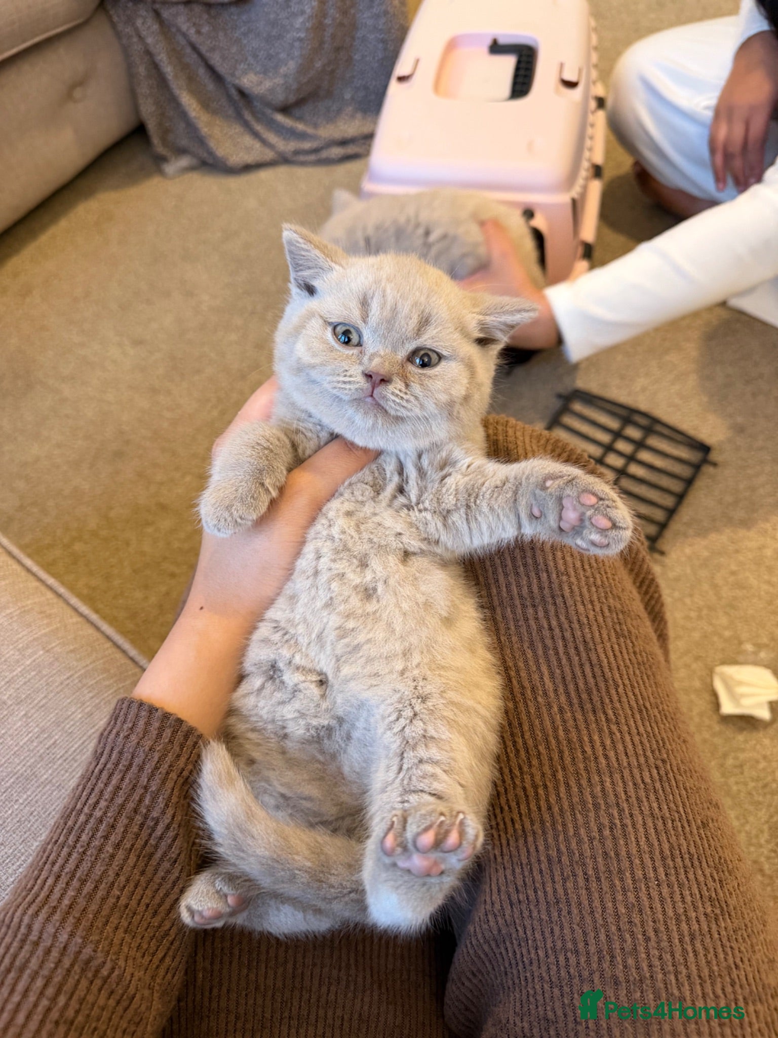 British Shorthair cats 2 Chunky Lilac British Shorthair Kittens for sale! - Advert 9