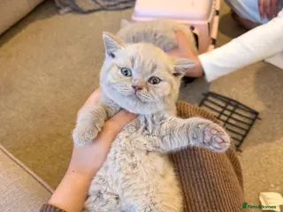 British Shorthair cats 2 Chunky Lilac British Shorthair Kittens for sale! - Advert 9