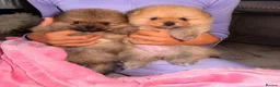 Pomeranian dogs for sale: Beautiful Sweetheart Pure Pomeranian pups for sale - Advert 7