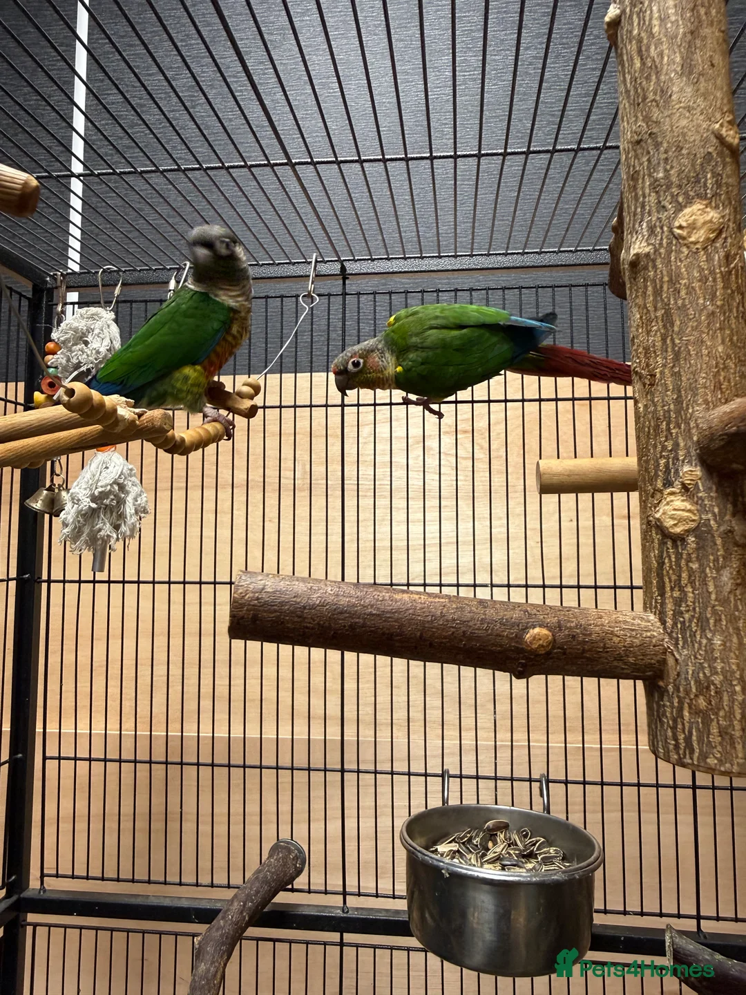 Conures birds for sale: Green Cheek Conures - Advert 6