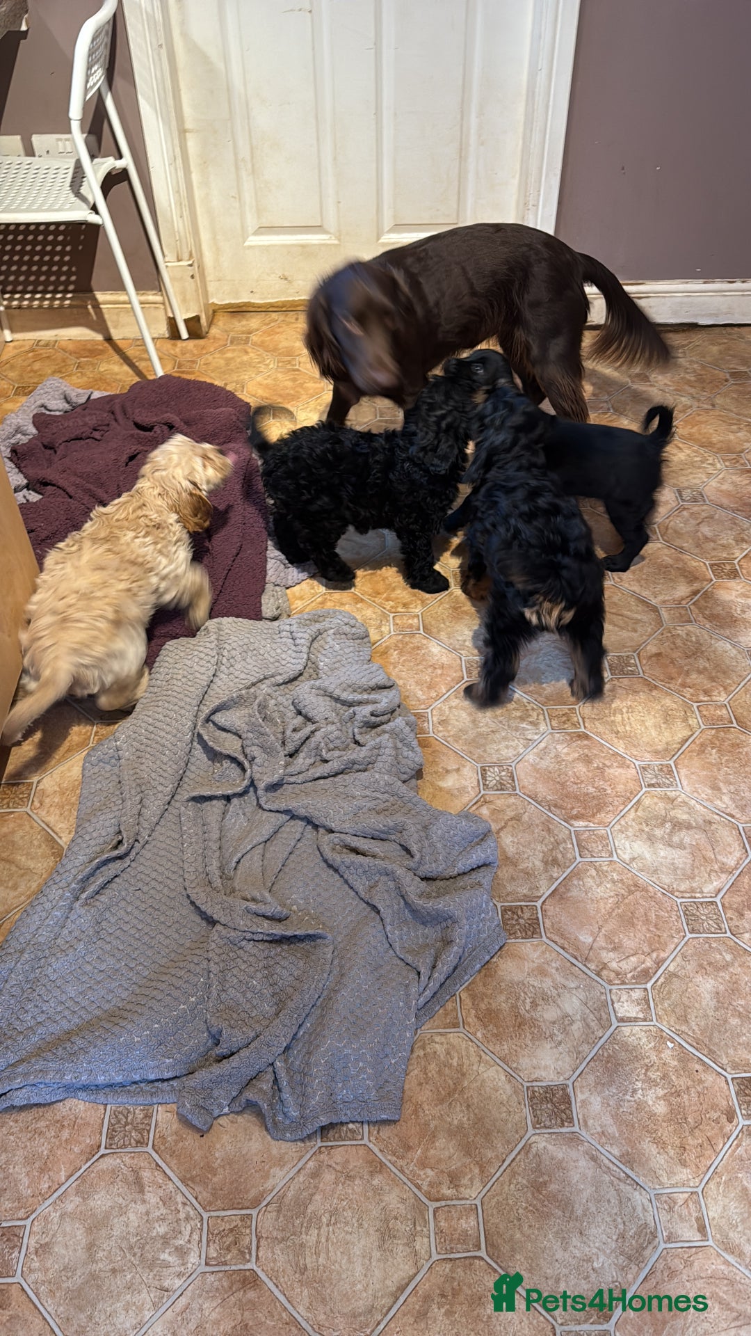 Cockapoo dogs for sale: Cockerpoo puppies LAST 1 (3) girls and (3) boys - Advert 10