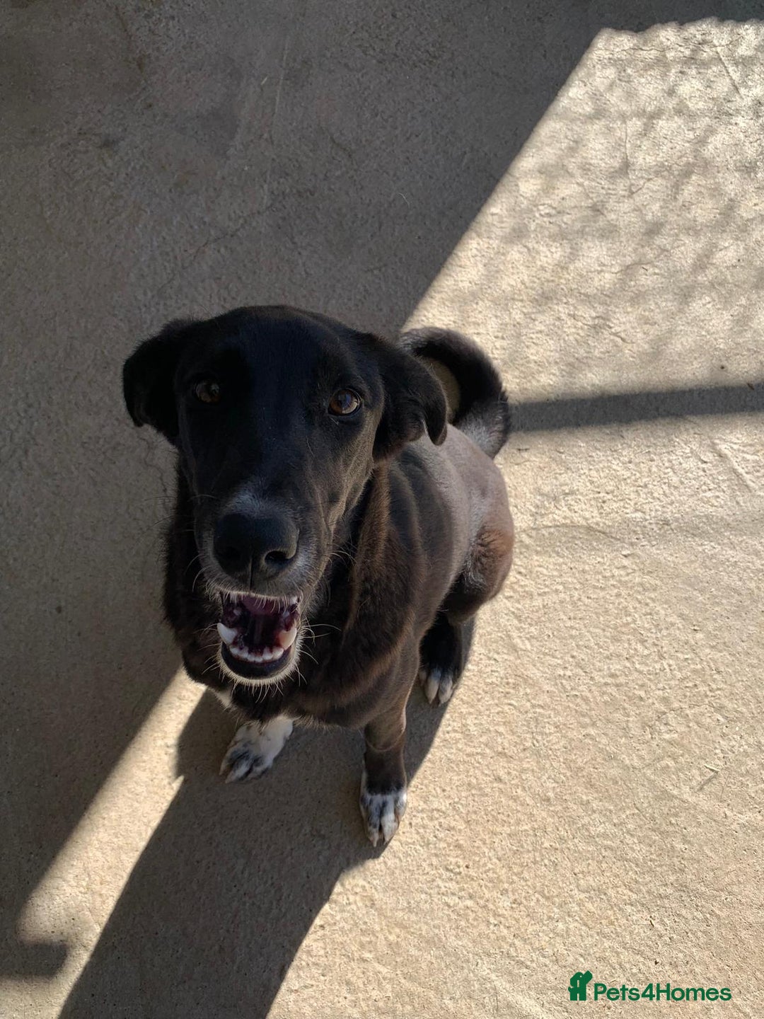 Mixed Breed dogs for adoption: Raven, 1.5 yrs approx. Available for adoption. - Image 4