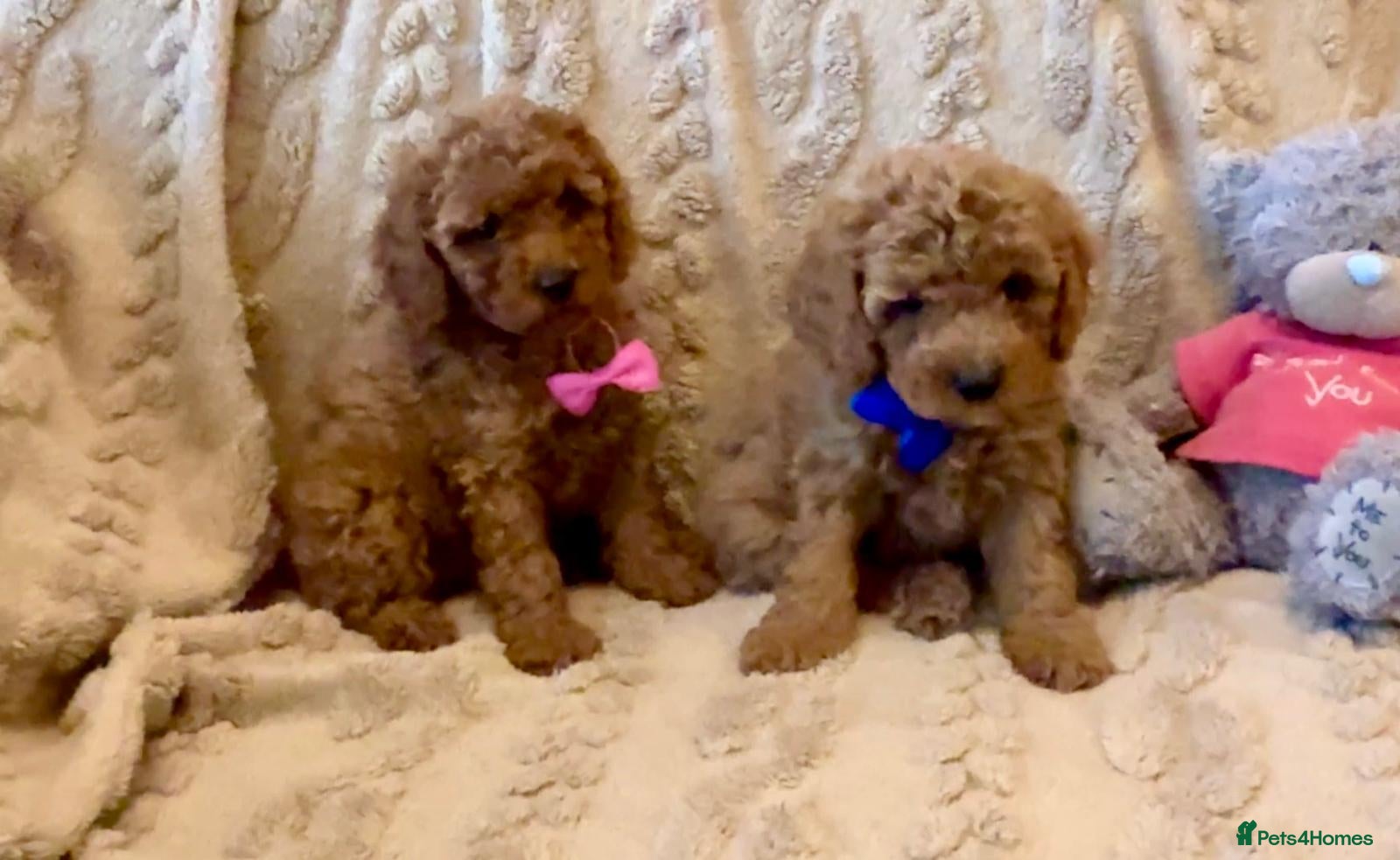 Cavapoo dogs Cavapoos DNA & Heart tested parentage - Advert 2
