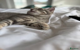 British Shorthair cats for sale: Full BSH kittens 13 weeks GCCF Parents. One gone!  - Image 15
