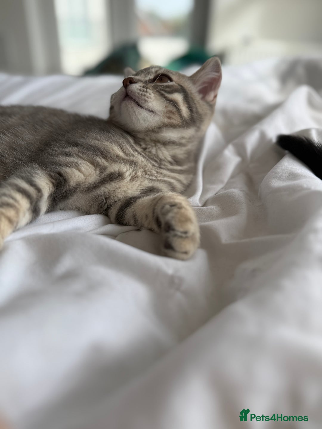 British Shorthair cats for sale: Full BSH kittens 13 weeks GCCF Parents. One gone!  - Image 15
