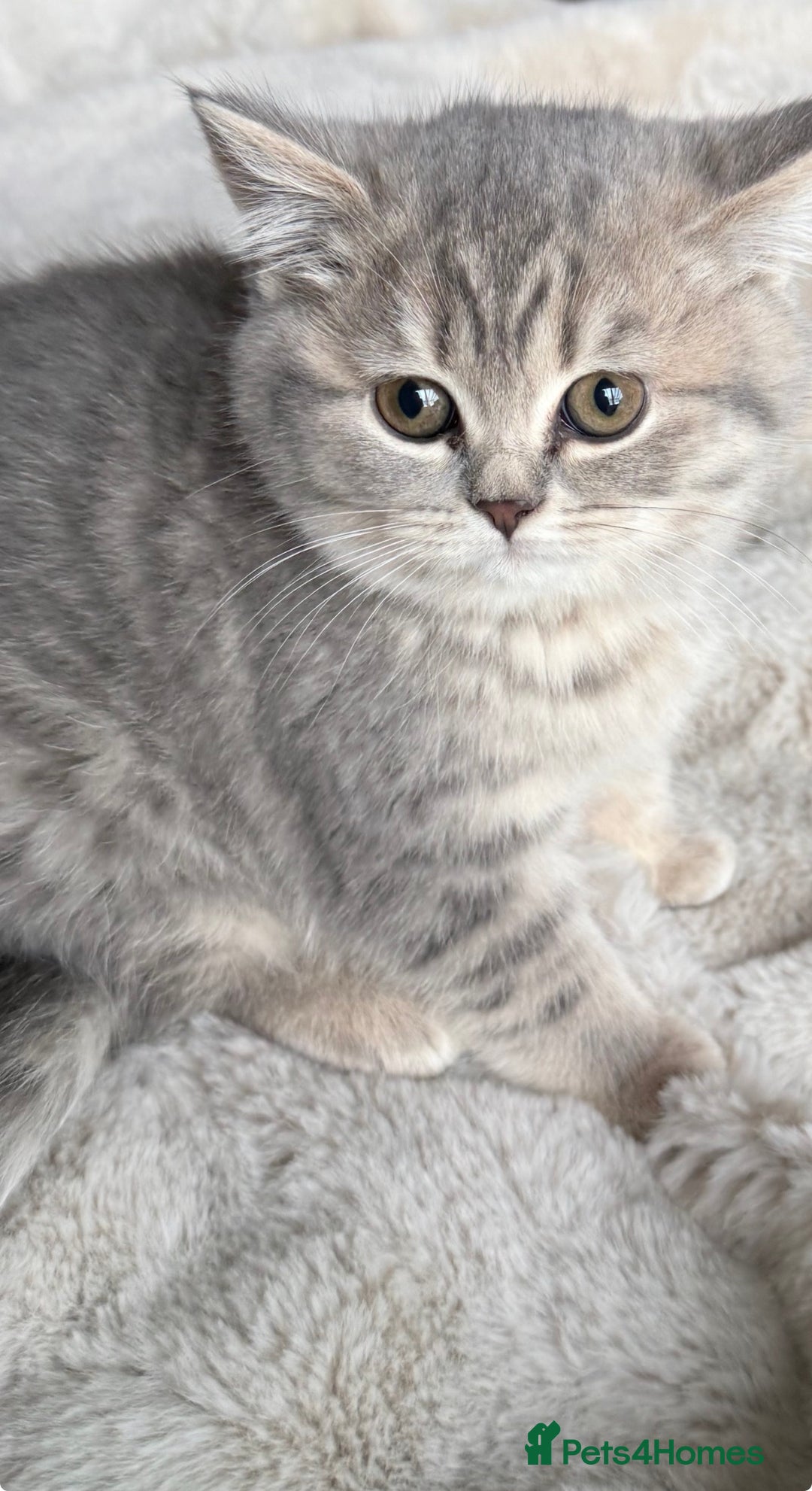 British Shorthair cats for sale: Bsh Cute Teddy Bears  - Advert 13