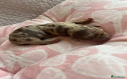 Miniature Dachshund dogs for sale: Miniture dashaund puppies long haired and dapple - Image 12