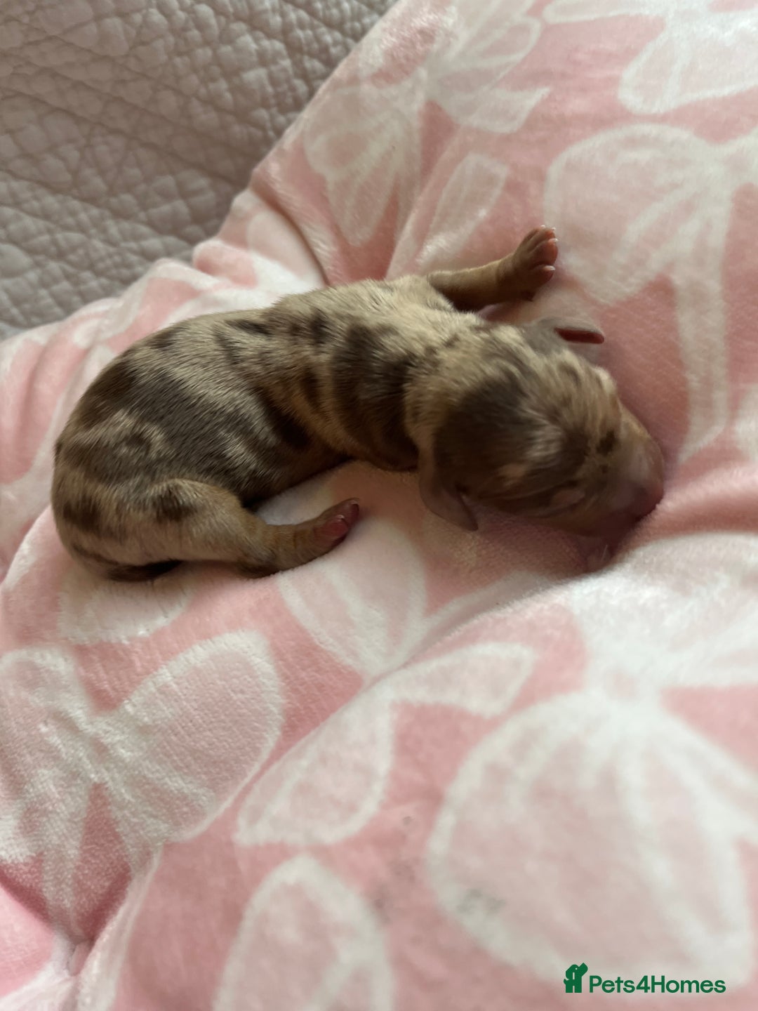 Miniature Dachshund dogs for sale: Miniture dashaund puppies long haired and dapple - Image 12