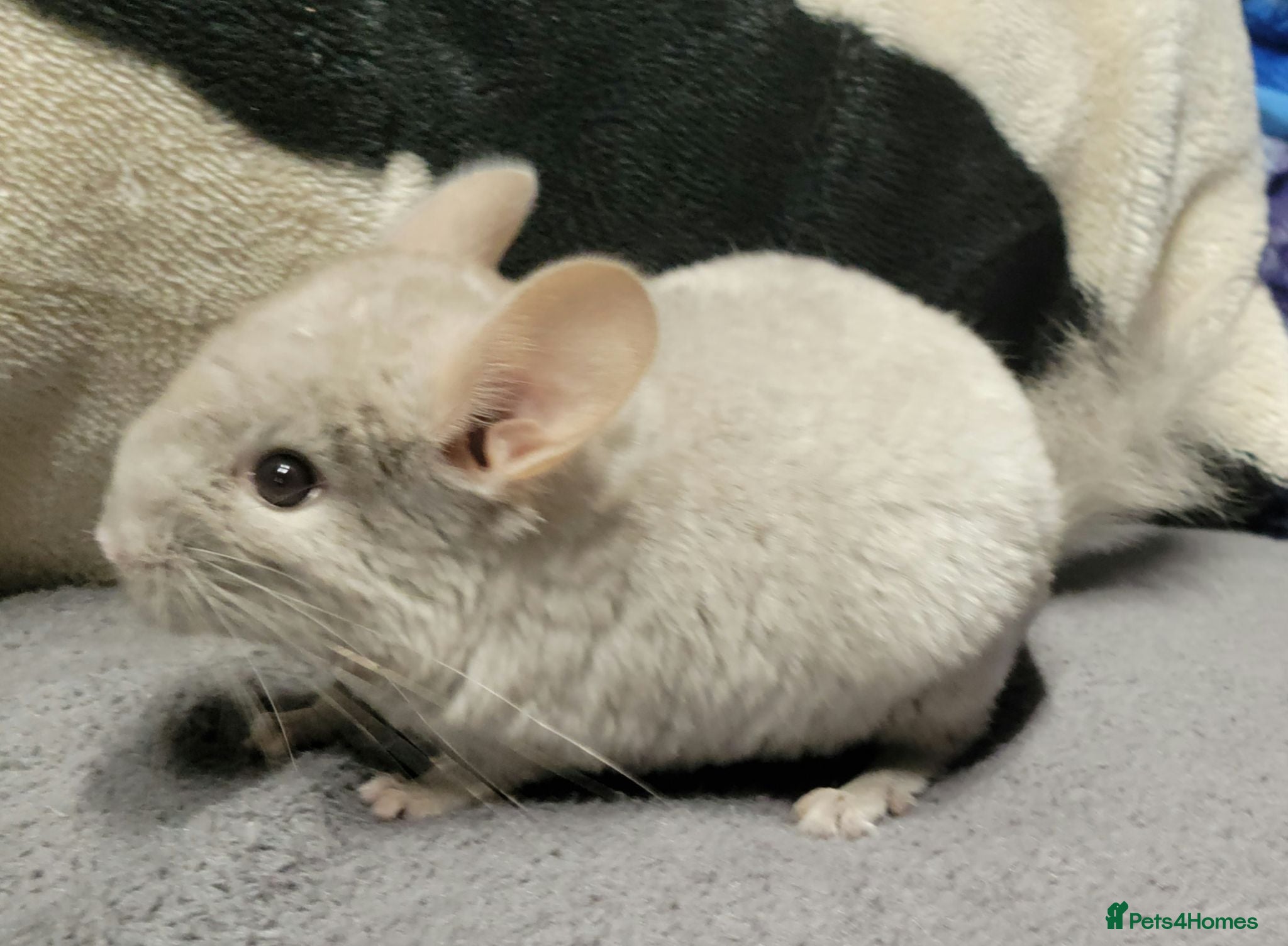 Chinchilla rodents baby male chinchillas  - Advert 18