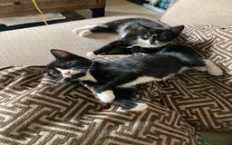 Mixed Breed cats for sale: Cute kittens  - Image 3