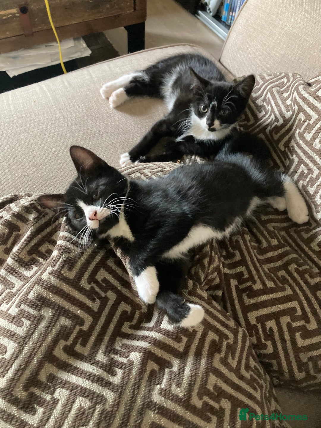 Mixed Breed cats for sale: Cute kittens  - Image 3