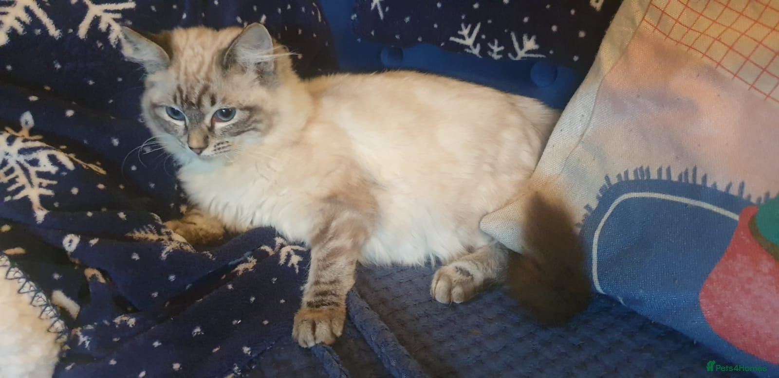 Ragdoll cats Beautiful GCCF Registered Lynx Ragdoll Kitten. - Advert 2