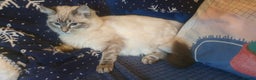 Ragdoll cats for sale: Beautiful GCCF Registered Lynx Ragdoll Kitten. - Advert 1