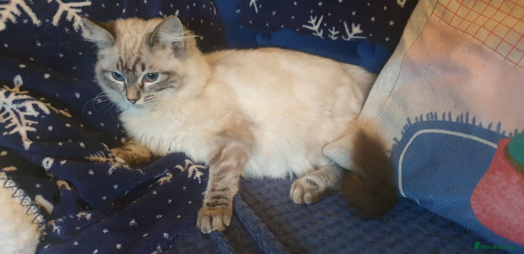 Ragdoll cats for sale: Beautiful GCCF Registered Lynx Ragdoll Kitten. - Advert 1