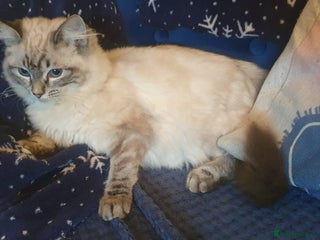 Ragdoll cats Beautiful GCCF Registered Lynx Ragdoll Kitten. - Advert 2