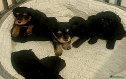 Miniature Schnauzer dogs for sale: 🐾🤎🐶Cavaschnauzer-Pups🐶🤎🐾 - Image 2