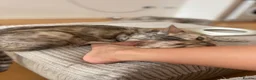 Bengal cats for sale: Beautiful Bengal girls  - Advert 1