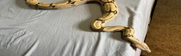 Boa Snake reptiles for sale: Suriname BCC female 100% pure locality  - Advert 4